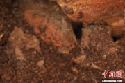 梦见洗脸江西发现蜘蛛新物种 为研究呵叻蛛属适应区域提供依据